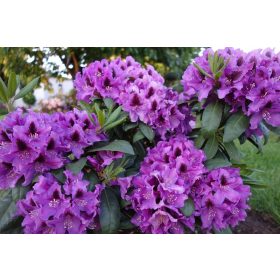   Rozanecznik 'Rasputin' | DUGO CVATANJE, INTENZIVNA BOJA