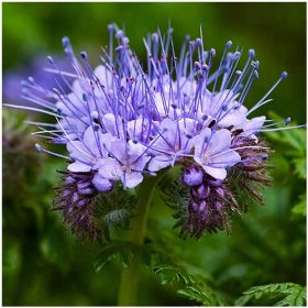  Sjeme plave facelije 1000 g