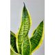 Sansewieria 'Laurentii'