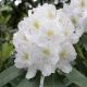 Rododendroni i azaleje 'Eskimo'