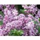 Sadnice Jorgovana 'Josika' u posudi od 2-3 litre, visine 60-100 cm