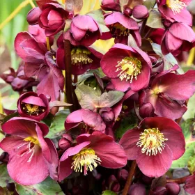    ISTOČNI HELLEBORE PRETTY ELLEN PURPLE~~ NE KUPUJE LIŠĆE ZIMI