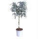 Plavi eukaliptus na loptastom deblu (Eucalyptus Gunni) 4-godišnja sadnica C4