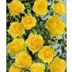Ruža penjačica Golden Climber žute boje 3L