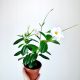 Mandevilla Bijela Dipladenia Grand White