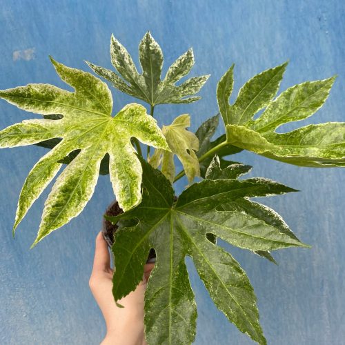 Fatsia Japonica Variegata D 14 cm cca 45 cm