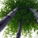 Black Nigra bambus otporan na mraz (Phyllostachys) C2