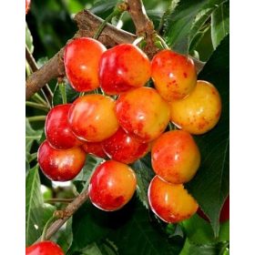  Trešnje i trešnje Bittner, sadnice u bali 120-150 cm