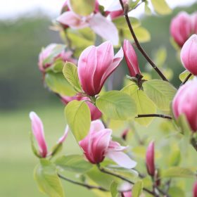   MAGNOLIJE I TULIPANI, SADNICE U POSUDI OD 1-2 LITRE, 40-80 CM