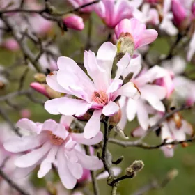   Magnolija Leonard Messel, ružičasta sadnica u posudi od 1-2l, 40-80 cm