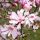 Magnolija Leonard Messel, ružičasta sadnica u posudi od 1-2l, 40-80 cm