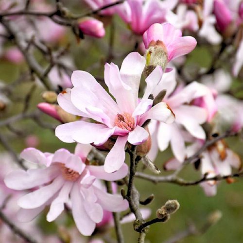 Magnolija Leonard Messel, ružičasta sadnica u posudi od 1-2l, 40-80 cm