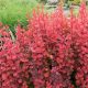 Berberis Thunberga 'Red Hot Chili' 180072