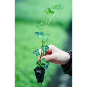 15333547085