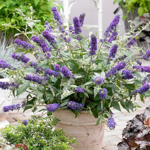 Buddleja Dawida Blue Chip Jr MOTYLI KRZEW FIOLETOWO-NIEBIESKA