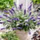 Buddleja Dawida Blue Chip Jr MOTYLI KRZEW FIOLETOWO-NIEBIESKA