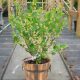  Sadnica ogrozda Giggles Gold u posudi 1-2l 10-40 cm
