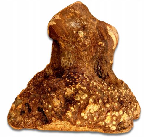 GRIZALO ZA PSE - korijen briare XL [500-750g] natural hard
