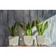 Sadnica Sansevieria Futura Superba ~ 40 cm
