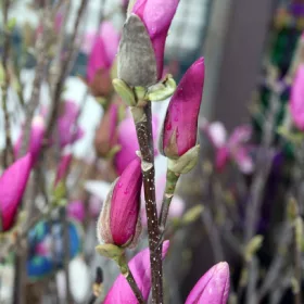 Magnolija Aleksandrina Soulange