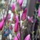 Magnolija Aleksandrina Soulange