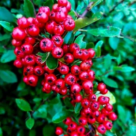   Scarlet Fireberry Kuntayi ZIMZELENI, OTPORNI NA MRAZ, gusti grm