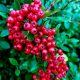 Scarlet Fireberry Kuntayi ZIMZELENI, OTPORNI NA MRAZ, gusti grm