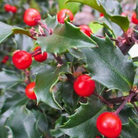   Oštrikovac Blue Princess ženski ZIMIZIELONI GRM OTPORAN NA MRAZ