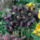  HELLEBORE EASTERN SINGLE BLACK - sadnice u posudama