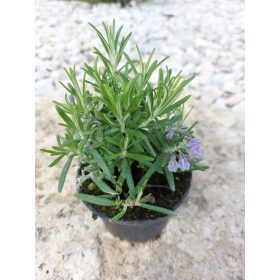 Ružmarin začin za zdravlje i cvjetanje