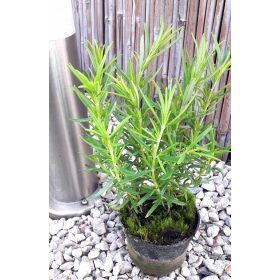 Ružmarin ljekoviti začin SJEMENA prezimljujuća biljka