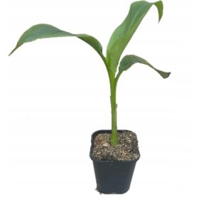   Egzotično drvo banane Musa Basjoo Tibetan, otporno na mraz do -16 stupnjeva, lijepa sadnica