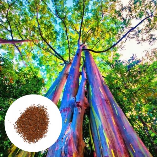 Rainbow Eukalyptus Seeds - Sjemenke eukaliptusa tęczowego za brzorastuću