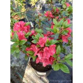 Japanska azaleja - Azalea japonica za vrt i balkon