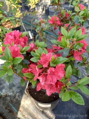 Japanska azaleja - Azalea japonica za vrt i balkon