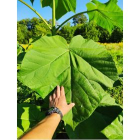 Paulovnia Oksitri Garantirano