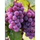  Einset Seedles vinove loze, sadnica u posudi od 1-2l, 100-100 cm