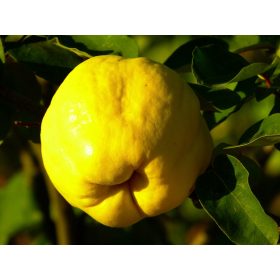  PREMIUM KRUPI PLOD DUNJA čuva AROMATIČNE sadnice OBUG XXL