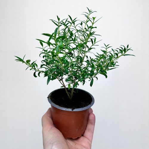 Mirtus obična Myrtus