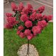 HYDRENSION DIAMANT ROUGE na deblu Hortenzija Drvo 100-140 cm