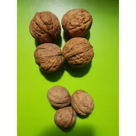    Sadnice oraha i lješnjaka Koszyce u posudi 3-5l, 100-150 cm