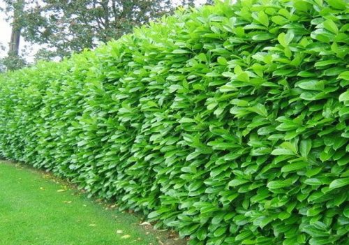 M Istočna trešnja Laur Rotundifolia Veleprodaja 104 kom Brza živica