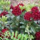 Rododendron Kali zimozielony