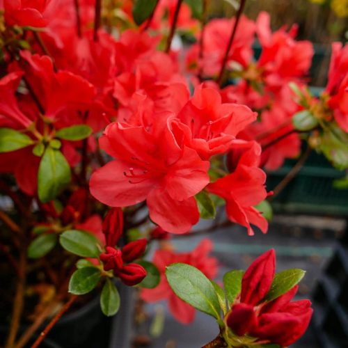 Azaleje i rododendroni, sadnice u posudi od 1-2 litre, 10-30 cm
