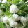 Koraljna viburnum 'Roseum'