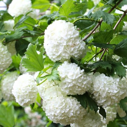 Koraljna viburnum 'Roseum'