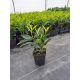 Laurowišnia wschodnia Caucasica Prunus Paket 50 komada