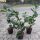 LOROVITA Istok Trešnja Prunus Cvjetovi Paket od 50