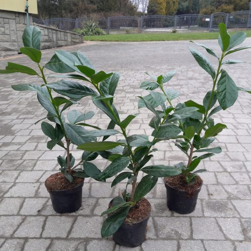 LOROVITA Istok Trešnja Prunus Cvjetovi Paket od 50