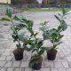 LOROVITA Istok Trešnja Prunus Cvjetovi Paket od 50